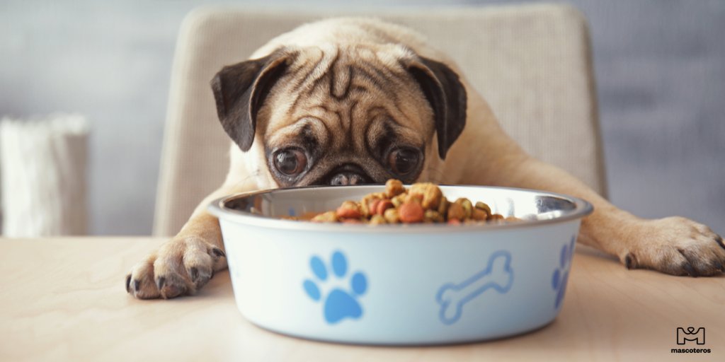 GrupoMascoteros's tweet photo. 👀🤤Es que nos ponen esos ojitos y...💙
.
.
#mascoteros #petproducts #perro #dog #cutedog #dogfood #instadog #dogs_of_twitter #ilovemydog #petlover #puppy #dogstagram #puppylove #picoftheday #relacionperfecta https://t.co/DBiXcdpgyM