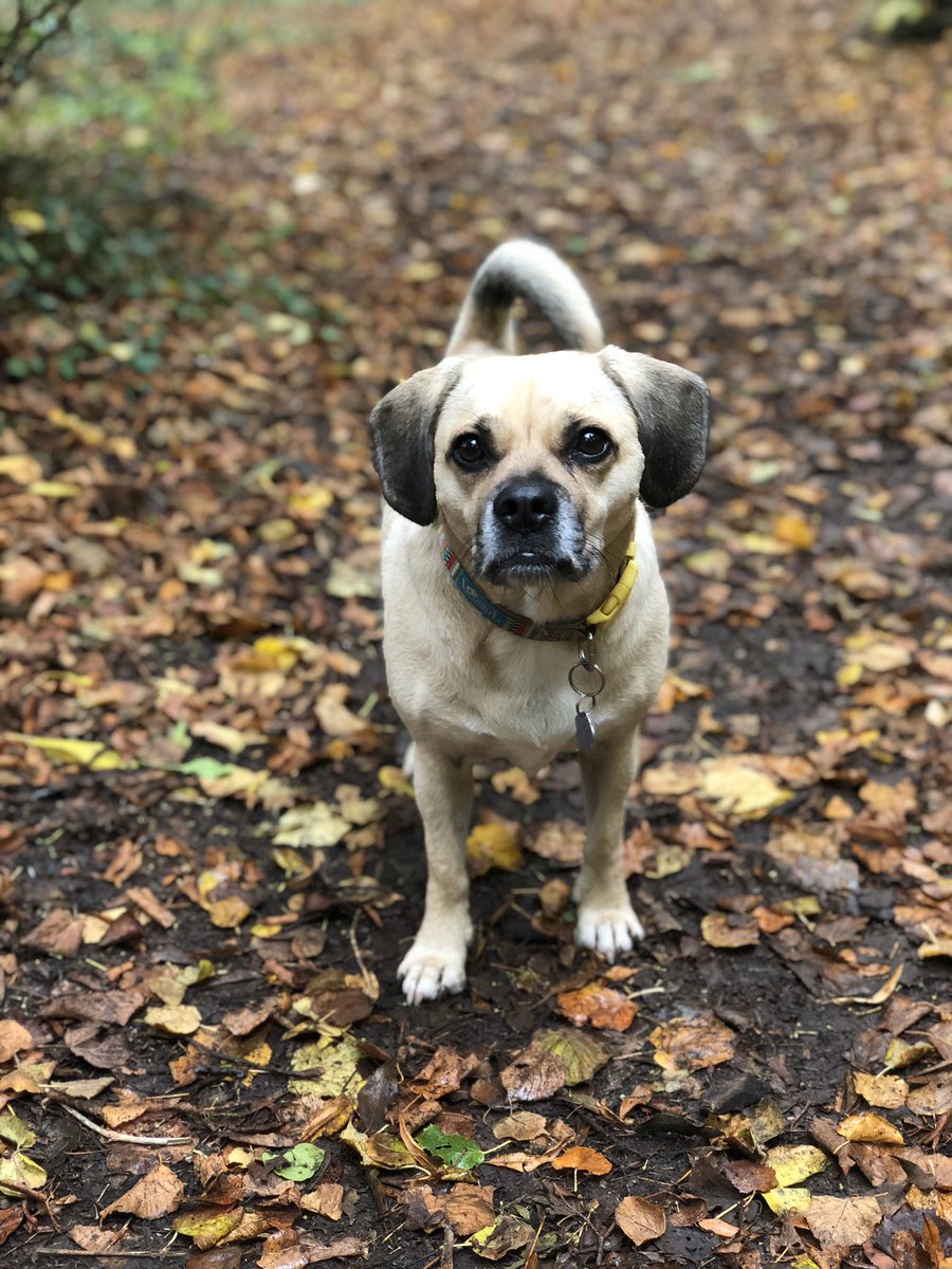 SJ_Mortimer's tweet photo. Autumn walks with my girl ๐๐ถ๐ #puggle #winniethepooh #puggletrouble #love #puglife https://t.co/KKgAMMDG7D