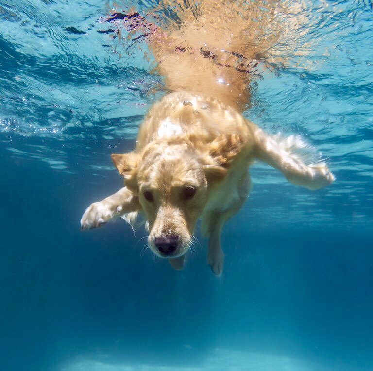 RicksSwim's tweet image. We all love to swim on Sundays :-) . #swimforall #bigrickswimteam #swimming #dogswim #sundayfunday #dog