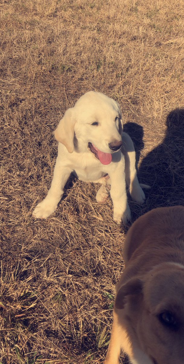 jenkinsaddie15's tweet photo. He is literally bigger than our full grown Australian Shepard and Heeler 😳 he’s like only 4 months old #MeetGunner https://t.co/9VLbfhXupf