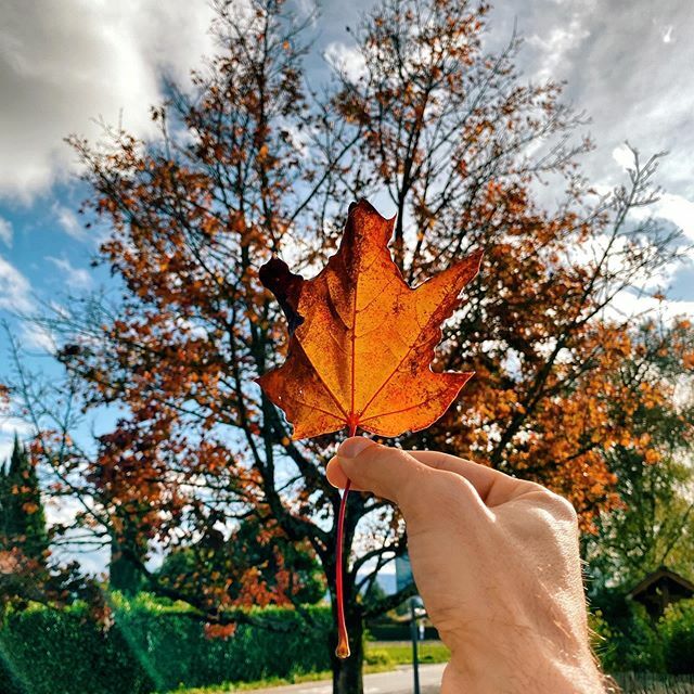 Mohamed Zohny tweet media