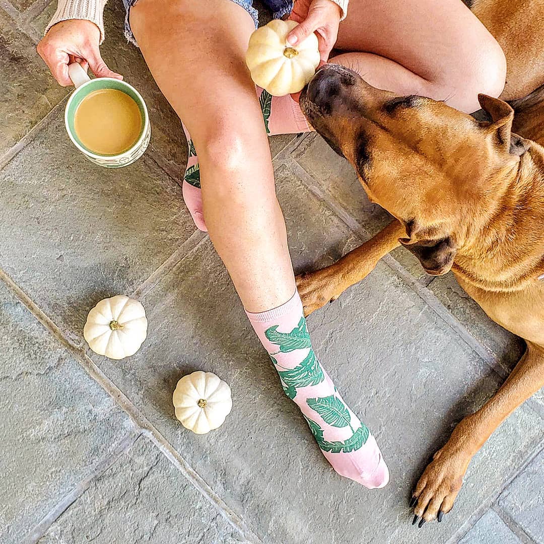 🐶 is 👀 that mini 🎃 like I've been 👀 these 🌴 socks
#kbellsocks #funfashionalways
📸: @alohalovelyhawaii
.
.
.
#kbellsocks #funfashionalways #kbsocks #funsocks #doggie #pumpkins #ilovesocks #fancysocks #coffeetime #comfysocks #cozysocks #comfycozy #fallfashion2019 #fallstyle
