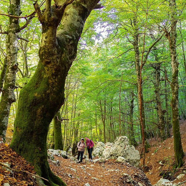 Shevaemi's tweet photo. Goblins .
.
#goblins #trekking #wood #green #nature #walking #hiking #hikers #semprevisa #instagood https://t.co/cOdVjz5UBY https://t.co/a8084ACarm