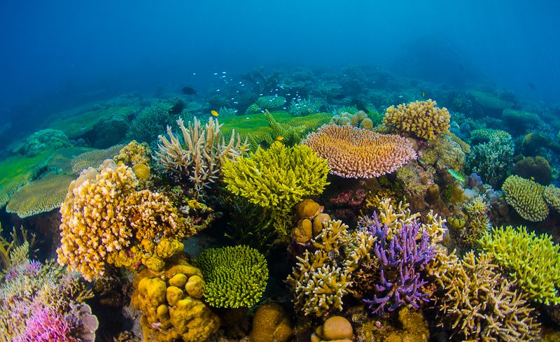 A recent publication from Yale University is highlighting the response of certain coral species to climate change. Learn more here! #coralmigration #omegasea #oceanpreservation bit.ly/2WvaJpf