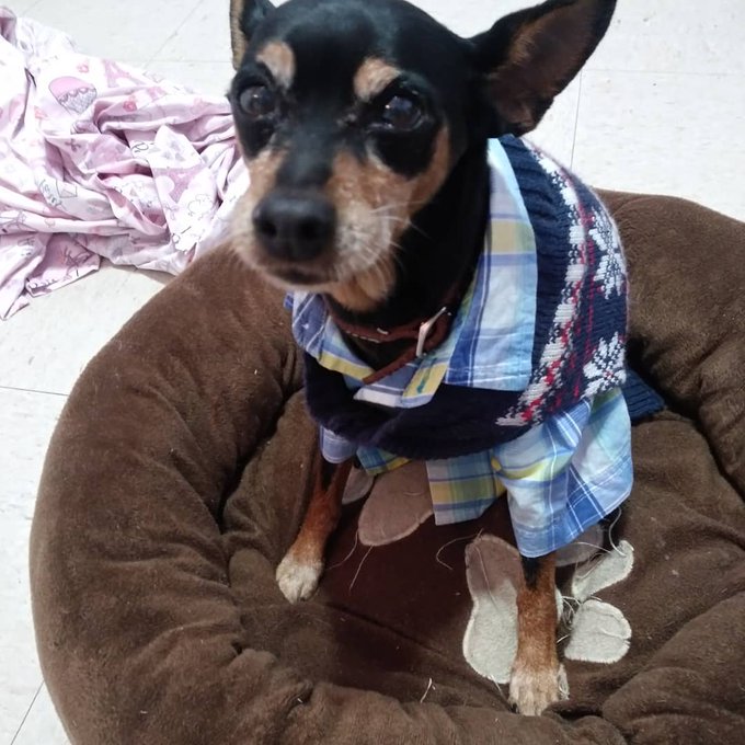 I dressed my dog up now he looks like a grampa https://t.co/1cvHOIV0PN<a href="/tag/drinkingalone"class="tags"><span>#drinkingalone</span></a>
