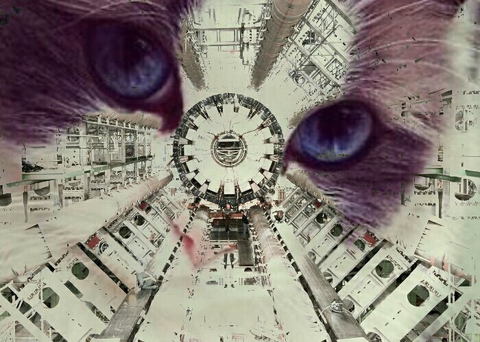 CERNcat's tweet image. #CERNcat #CERNcats #cern #catsofcern #purrforcern #quantumphysics #cats #kittens #catsofinstagram #catsoftwitter #kittensofinstagram #gatosdecern #catstagram #instacat #instakitten #Gatos  #catsoftheworld #gatosdelmundo #purr