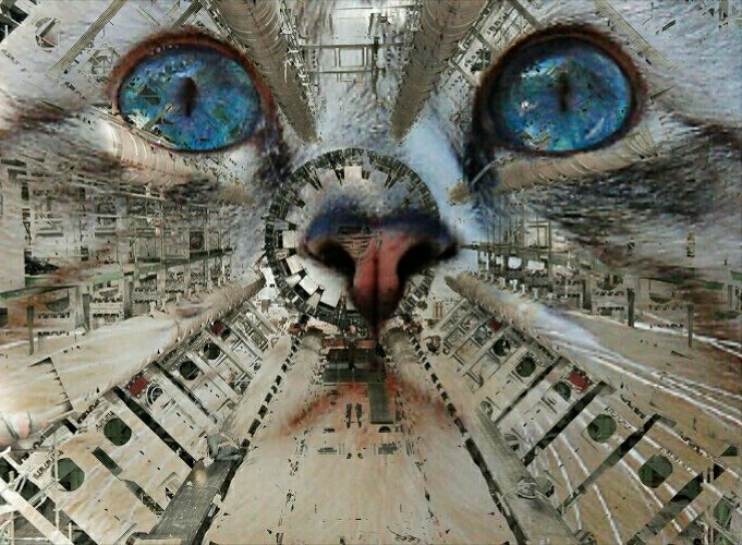 CERNcat's tweet image. #CERNcat #CERNcats #cern #catsofcern #purrforcern #quantumphysics #cats #kittens #catsofinstagram #catsoftwitter #kittensofinstagram #gatosdecern #catstagram #instacat #instakitten #Gatos  #catsoftheworld #gatosdelmundo #purr