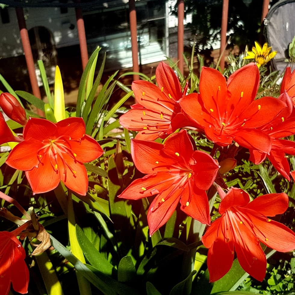 confluhostal's tweet photo. Cada rincón de nuestra terraza, tiene un color floreciendo para los huéspedes 😍

#HostelConfluencia #Hotel #Hostel #Hostelsclub #Terraza #Plantas #Flores #Cosecha #Mendoza #Turismo #tourist #Vacaciones #Argentina #Holidays #Vendimia #Wine #Vino #winetour #Hotelería #Líneasaéreas https://t.co/BR4JdYnJ7q