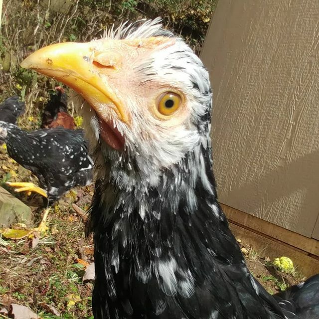 PamsBackyard's tweet photo. Anyone for a #javachicken selfie! Latte loves to pose and check out what I'm doing with the camera. What a cutie!
#pamsbackyardchickens #mottledjava #backyardchickensofinstagram #backyardchickens #backyardflock #raisingchickens #selfiesunday #instachicke… https://t.co/55AZx425NP https://t.co/tZgCbJf5aa