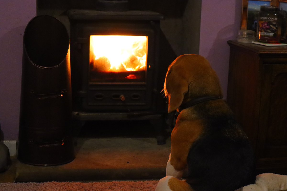 Sunday evenings #WinterReady #cosy #beagle