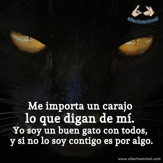 AfectoAnimal's tweet photo. ➡️➡️ @afectoanimal
🐶
🐱
🐙
#DaAfectoAnimal
#gatos #gatosdeinstagram
#felinos #gatoslindos
#instagato #gatosdelmundo
#catsofinstagram #refugio
#vida #amor #santuario
#masaje #corazon #mirada #besodegato
#maltratoanimal #noalmaltratoanimal #nocompresadop… https://t.co/6bQfMQdzcX https://t.co/WTdrS9ZeaU