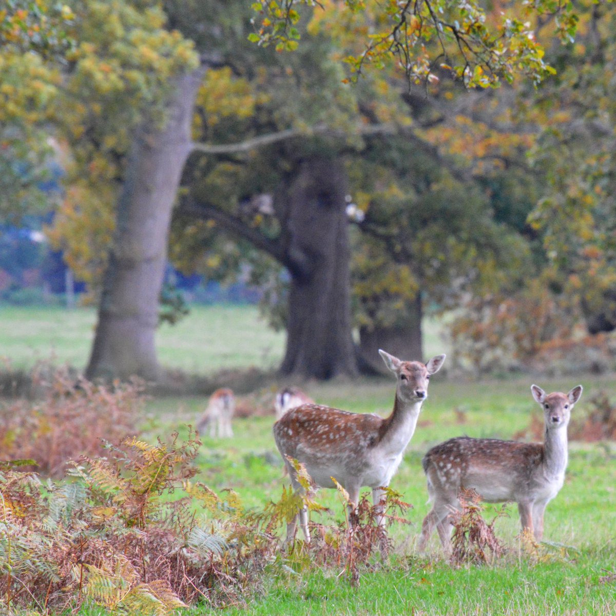 Fallow Deer 🍂 #autumnwatch #doe #fawn