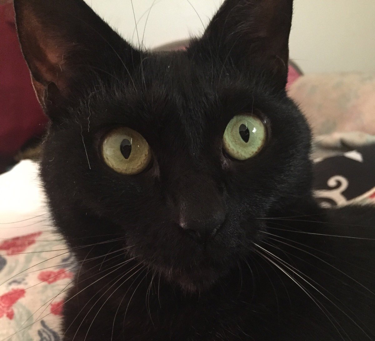 100以上 猫 うなり声 猫 唸り声 英語