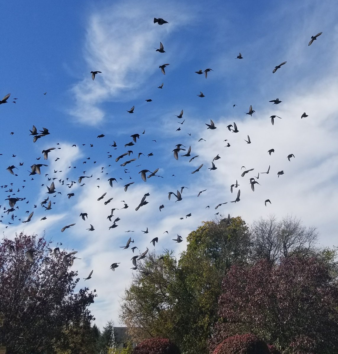 ~Gotta fly. #Migration #Autumn