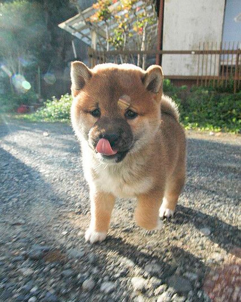 Saniqi Com Ar Twitter 朝の柴犬赤ちゃん ワンちゃん 犬 いぬ ペット 柴犬 子犬 かわいい動物