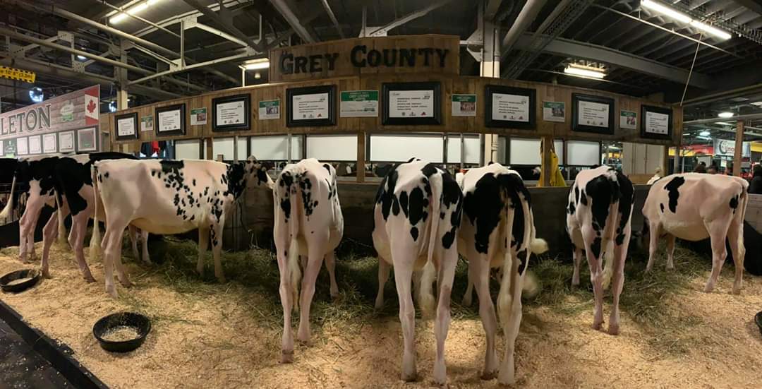 oldfarmgirlKA's tweet photo. Yes I'll be tweeting about the #classic40 at #RAWF19 for the next few days.
#greycounty4H Classic team is all moved in, heifers washed n looking oh so fine n ready to talk to the barn judges, guests n 100s of inquisitive students.
#4HOntario
#4HCanada https://t.co/c3G7NWUUWF