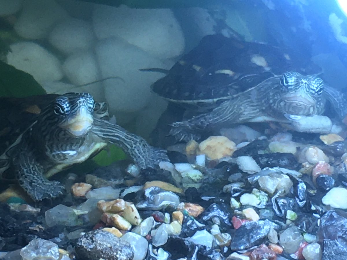 JonasNicoTurtle's tweet photo. Jonas (left) and Nico. https://t.co/MliZnztEAa