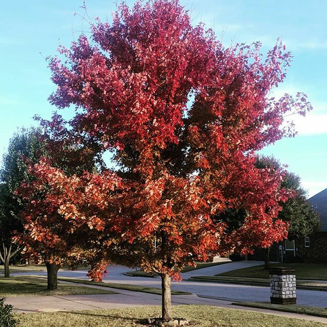 ryankime's tweet photo. I love the Autumn Blaze Maple in our yard - especially this time of year! https://t.co/xNndyHDjoY https://t.co/7EjiT1znha