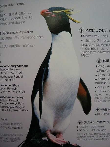 魔王おゆのみ ペンギンのちがい 上級編 イワトビペンギンとマカロニペンギン 飾り羽の色と 生え際が違う らしい 写真だとわかりづらいが 実はマカロニのほうが Cmくらい大きい 生息地も結構被っている ちなみにイワトビには何種類か亜種が