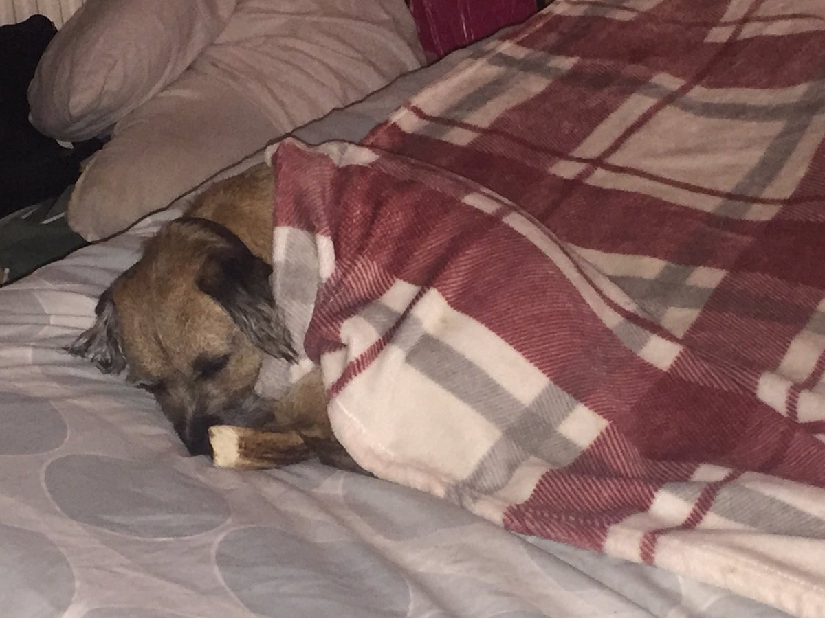 InspJapp's tweet image. I crawled under the blankie to hide meself from the light and ended up accidentally tucking meself in.