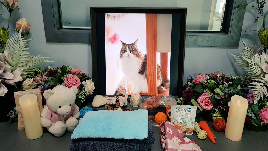 랜선사랑 많이 받고 갑니다
테비 (2004~2019.11.04)

영원한 테르신.