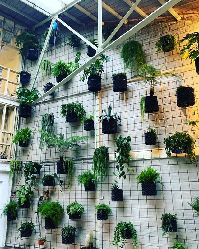 treesourceco's tweet image. Pot wall complete @wottonworks cricklewood NW2, an array of plants headed up by #dicksoniasquarrosa all planted in airpots #indoorplants #interiorplantingdesign #indoorplanting #plantsupply #potwall I’d love to have an workspace here! ift.tt/2Nc74tj