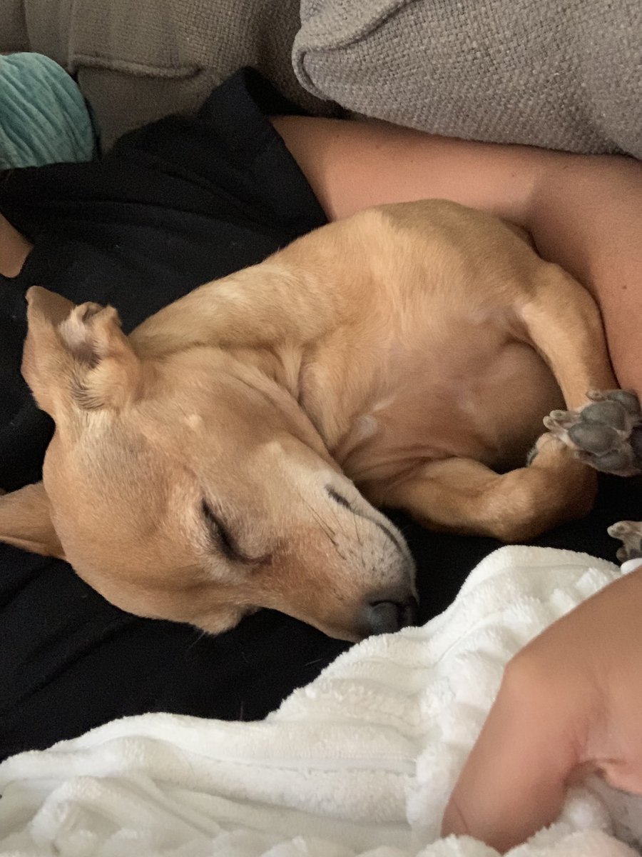 thedanigrossman's tweet photo. Puppy snuggles! I missed my pooch 😭😍😍💤 #pup #columbus #cbus #dogsofcolumbus #Dachshunds #jackweenie https://t.co/7bZGIGdbHg