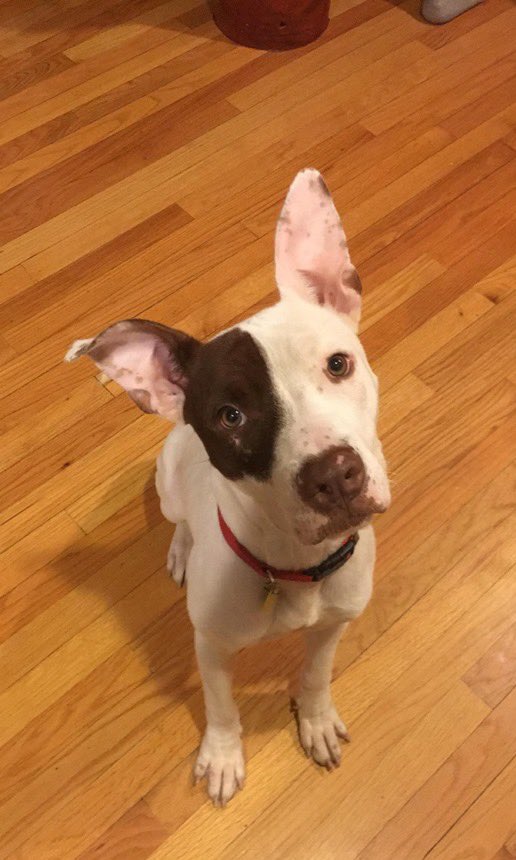 CityDogsCLE's tweet image. Henry is an awesome, well-rounded dog! He's a perfect mix of playful &amp;amp; mellow. Currently in a foster home, he loves playing fetch &amp;amp; carrying around stuffed animals. He knows sit, down &amp;amp; stay; is polite on walks &amp;amp; loves to meet new people. petango.com/Adopt/Dog-Terr…

#adopt #citydog