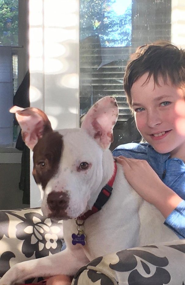 CityDogsCLE's tweet image. Henry is an awesome, well-rounded dog! He's a perfect mix of playful &amp;amp; mellow. Currently in a foster home, he loves playing fetch &amp;amp; carrying around stuffed animals. He knows sit, down &amp;amp; stay; is polite on walks &amp;amp; loves to meet new people. petango.com/Adopt/Dog-Terr…

#adopt #citydog