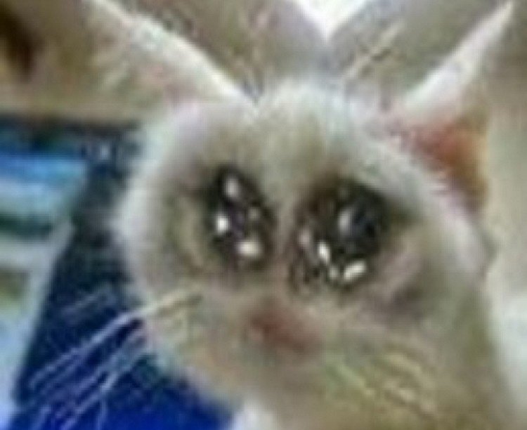 de_frize's tweet photo. @juakiito_ 🅱️isparo en el tin tintero como cánserbero 🅱️uero con un 🅱️áncer severo 🅱️egro https://t.co/3ETYgYQc78