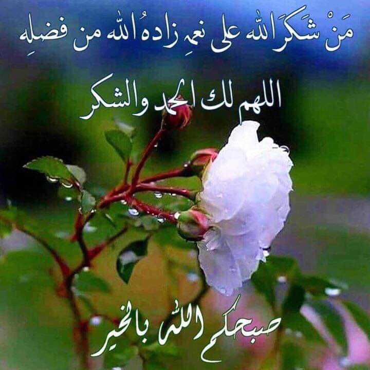 الصفى (@mho_1960) on Twitter photo 