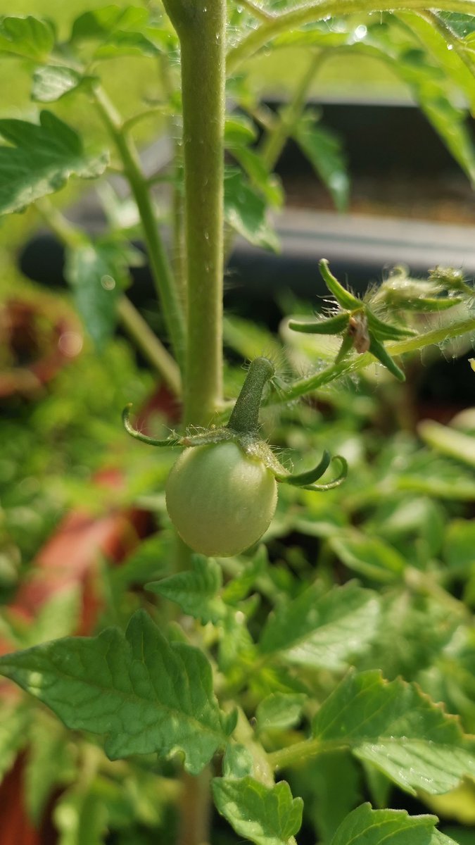 Our FIRST GEMS garden fruit! @GEMS_Singapore #OutdoorLearning #EYPYgems
