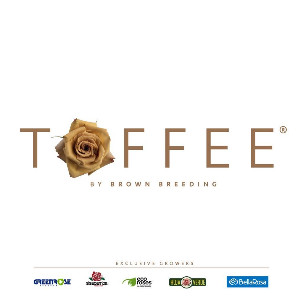 EcorosesSA's tweet photo. Always genuine, always stunning 🙌🏼 Our Toffee variety is completely #unique. Ask your sales rep for it! #Toffee #ToffeeRose #Ecoroses #PremiumRoses #AllAboutQuality https://t.co/eSt5FUfTwD