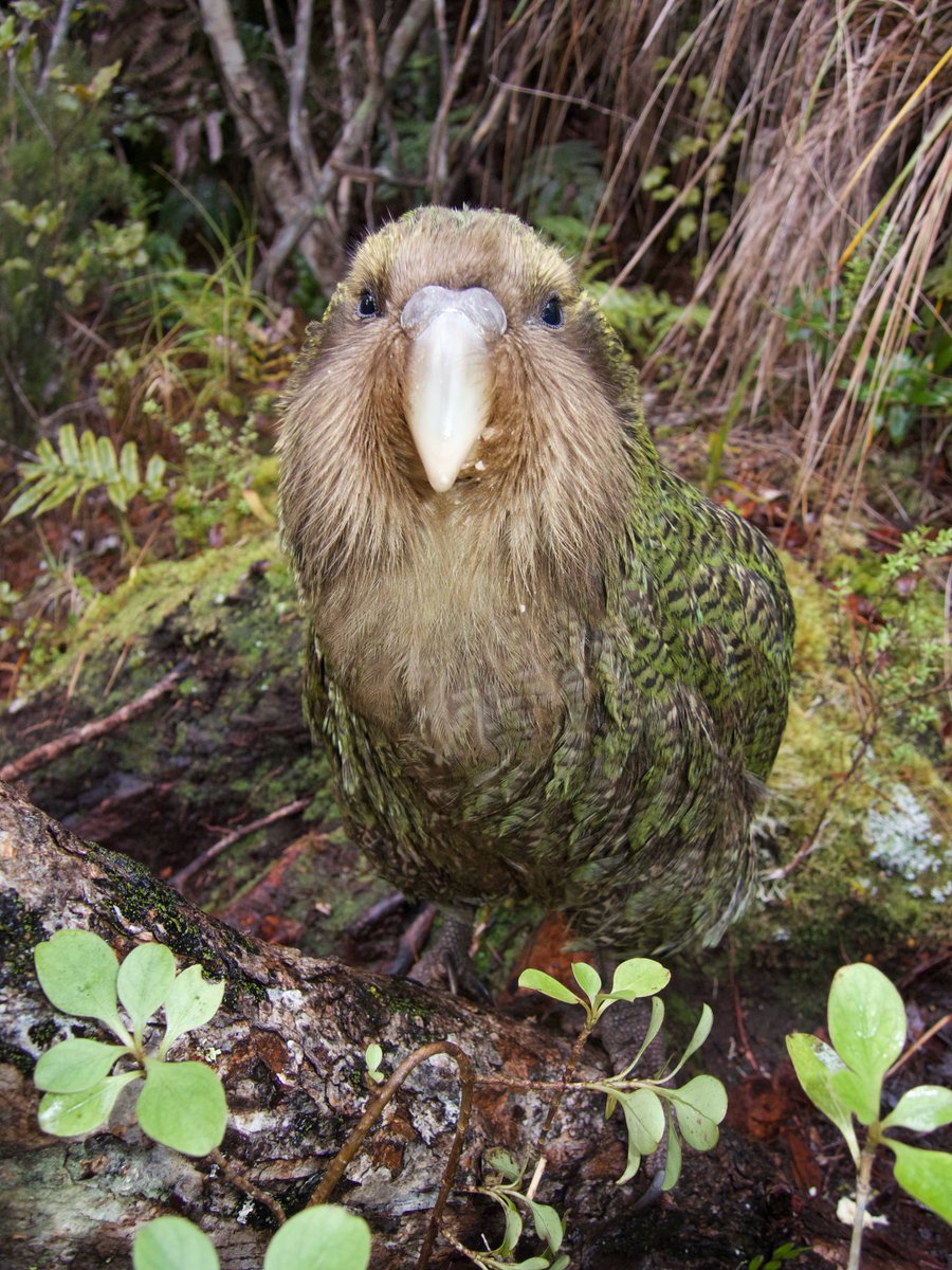 A juvenile kākāpō on the forest floor during the day