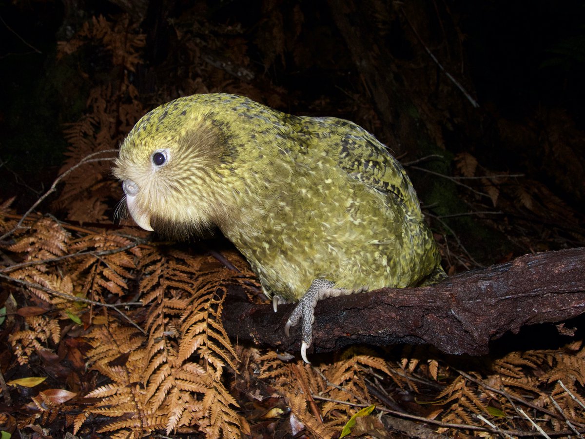 A juvenile kākāpō on a log at night