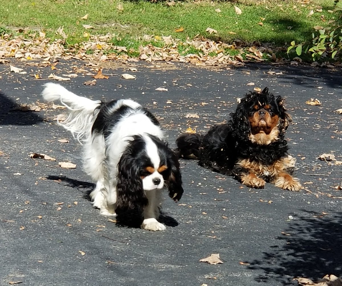 PupHenryHercule's tweet photo. Cool and chilly outside
But the pavement is 
Just right for rolling
In sun-warmed leaf bits
#odetoautumn https://t.co/nIe2JN6gL8
