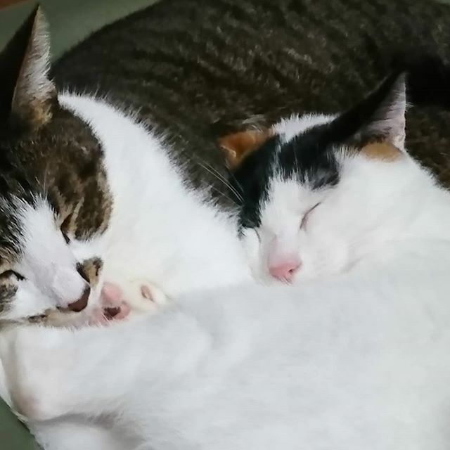 Mibu67777's tweet photo. そろそろ 私の湯タンポになって
頂こうと思います。
#湯タンポ
#ねこと暮らす
#ねこすきさんと繋がりたい
 #ねこのきもち 
#ねこのいる生活 
#猫
#catlife 
#catlovers 
#三毛猫
#きじしろ https://t.co/BwsPmXCcPa