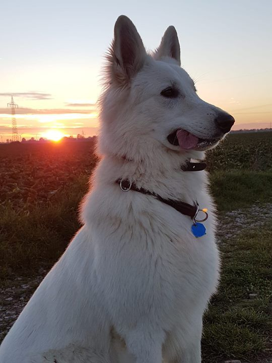 my_dog92's tweet photo. Develops your Dog's "Hidden Intelligence" To eliminate bad behavior and Create the obedient, well-behaved pet of your dreams... https://t.co/4NEzxJMF6B
#dog #dogs #dogtraining…#braintrainingfordogs #braintraining4dogs #bark #barking #dogwalking #cpdt #howtotrainadog #howtopott https://t.co/hydey0nczK