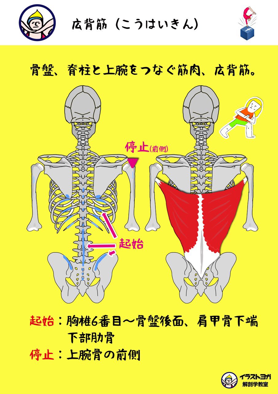 世界一ゆる い解剖学 広背筋 こうはいきん 1 広背筋 骨盤 脊柱と上腕をつなぐ筋肉 広背筋 起始 胸椎6番目 骨盤後面 肩甲骨下端 下部肋骨 停止 上腕骨の前側 解剖学 解剖学講座 イラスト解剖学 リアル解剖学 ヨガ ピラティス ダンス