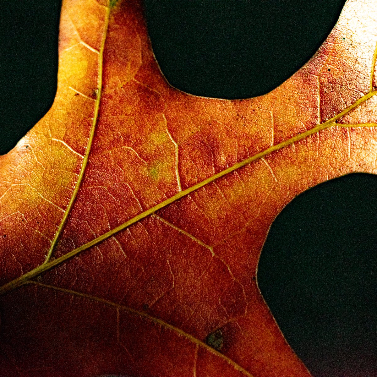 lefowlerstudio's tweet photo. #chasingautumn #nikon #nikonphoto #nikonphotography #macro #macrophoto #macrophotography #leaf https://t.co/EaLB65rHX3