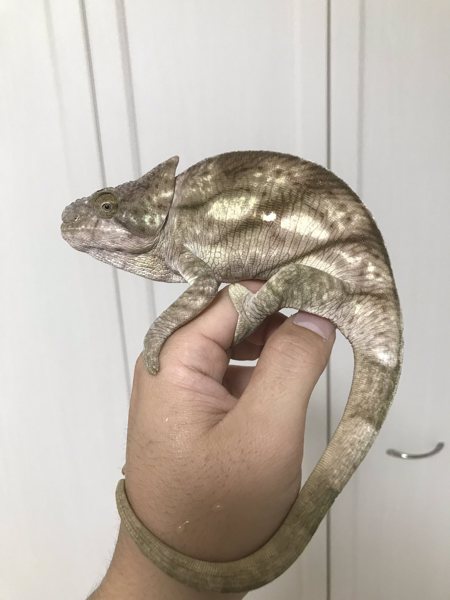 FandK 爬虫類木製ケージ on X: 