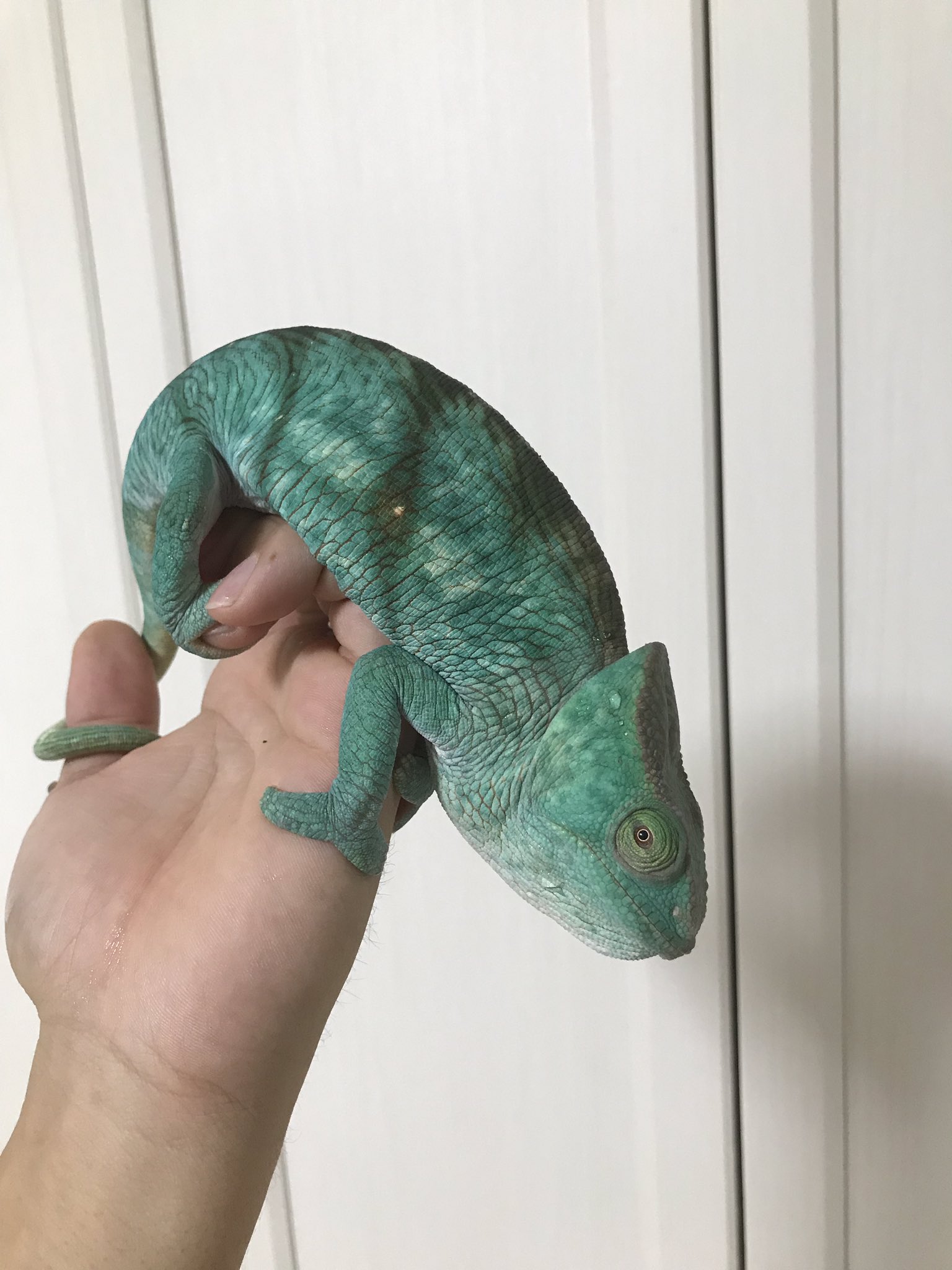 FandK爬虫類木製ケージ カメレオン仕様