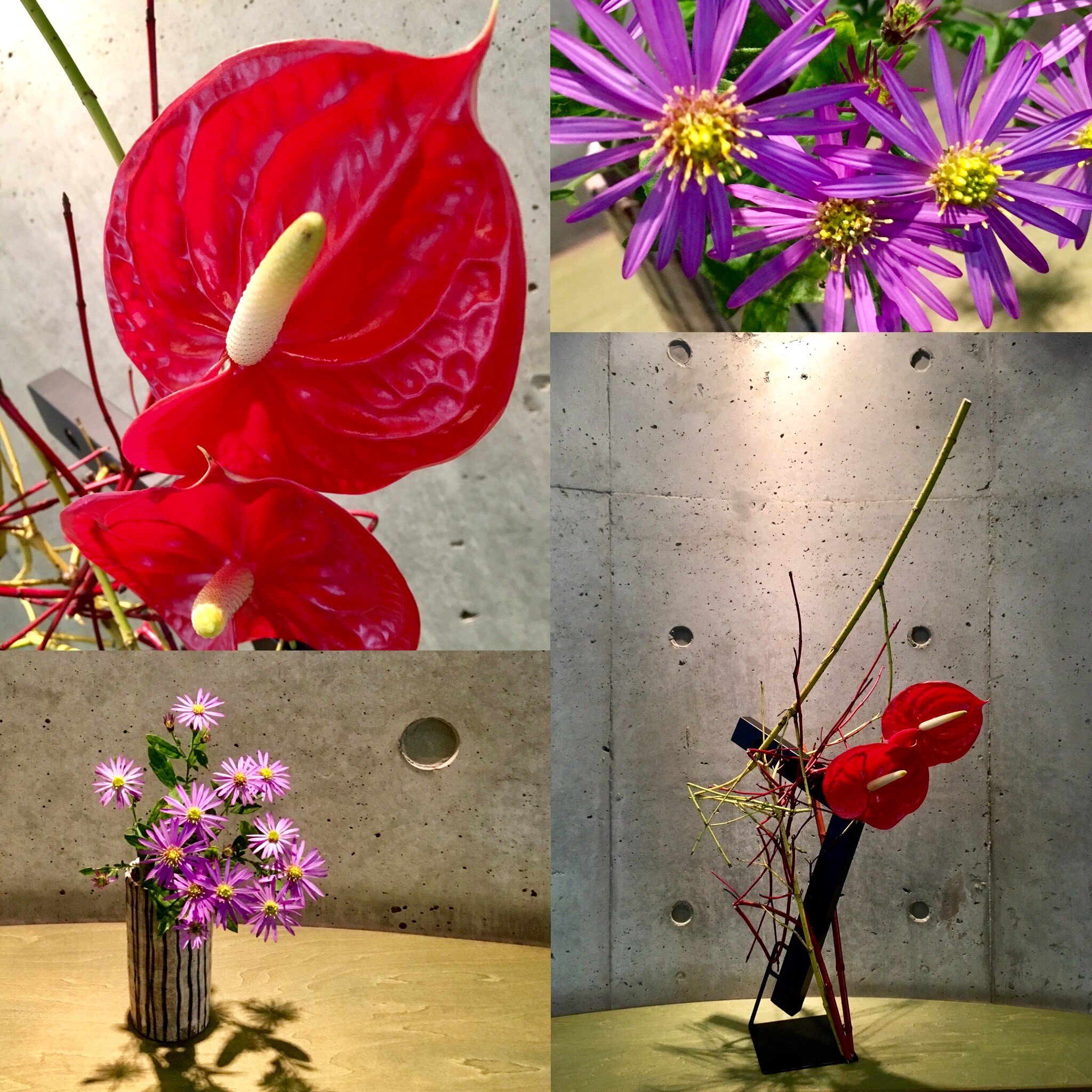 تويتر 水戸市立西部図書館 على تويتر 今週の迎え花 一輪挿しの紫の花はノコンギク 大きな生け花は赤いアンスリウム 黄と赤の枝は サンゴミズキです 花瓶の黒と花の赤がスタイリッシュですね アンスリウムの花は中心にある黄色い部分で 花にみえる赤い部分は تويتر 水戸市立西部図書館 على تويتر 今週の迎え花 一輪挿しの紫の花はノコンギク 大きな生け花は赤いアンスリウム 黄と赤の枝は サンゴミズキです 花瓶の黒と花の赤がスタイリッシュですね アンスリウムの花は中心にある黄色い部分で 花にみえる赤い部分は