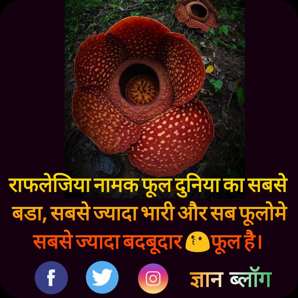 gnanblog's tweet image. राफलेजिया नामक फूल दुनिया का सबसे
 बडा, सबसे ज्यादा भारी और सब फूलोमे
 सबसे ज्यादा बदबूदार 😗फूल है।
#flowerfacts #gnanblog #amazingfacts #factsinhindi #facts_in_hindi #rochaktathya #rafflesia #flower