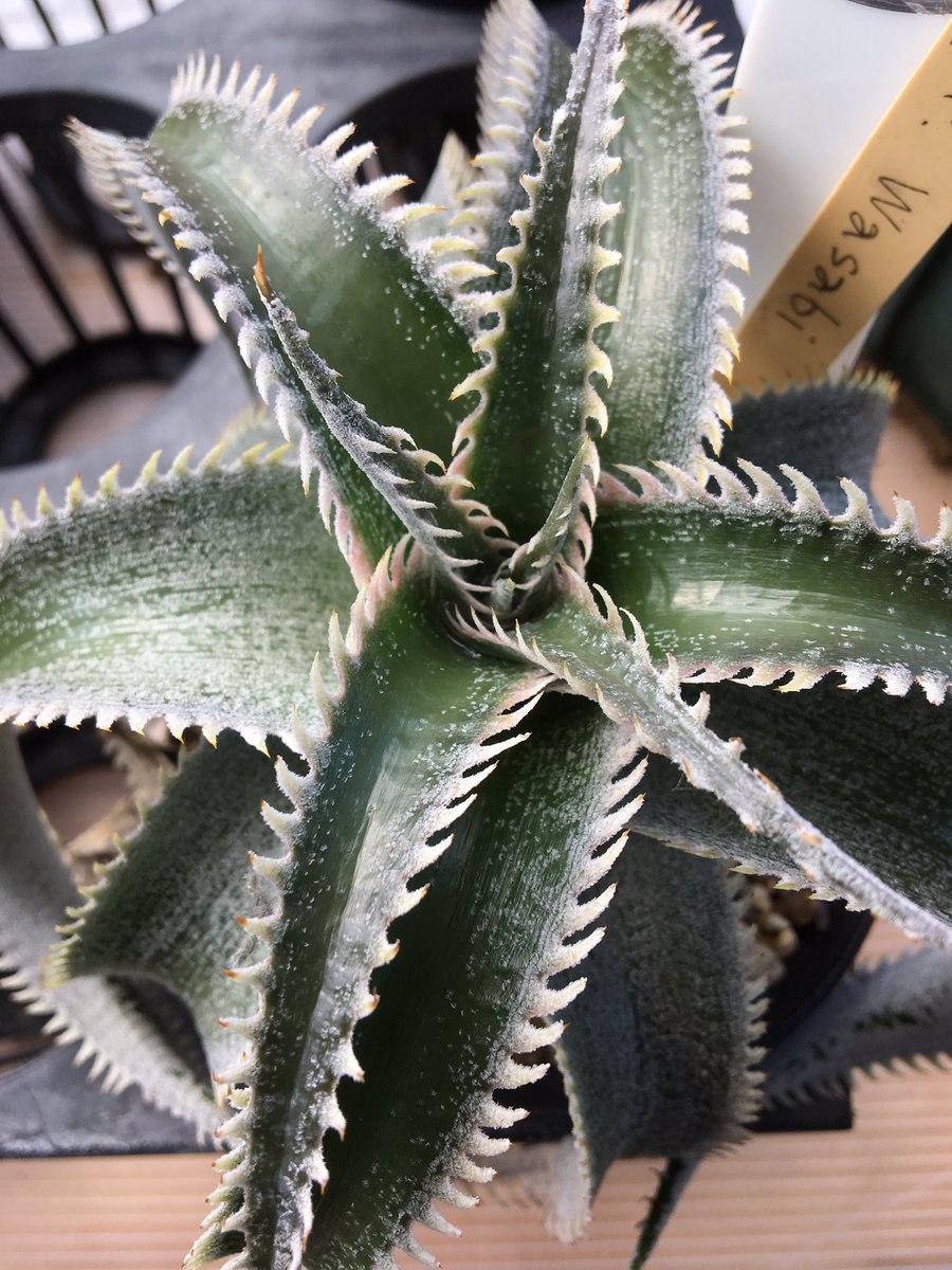 Green_jam0387's tweet image. 本日11/4も10時より営業しております！
最近ディッキアにハマり色々と仕入れておりましたが集まるばかりで嫁にいかず…。
さて、この中で一つディッキアでないのがいます。
上から順に
#wasabi
#ダコタ
#グランマルニエ
#マルニエルラポストレイ 

#greenjam
#観葉植物専門店
#ディッキア
#越谷