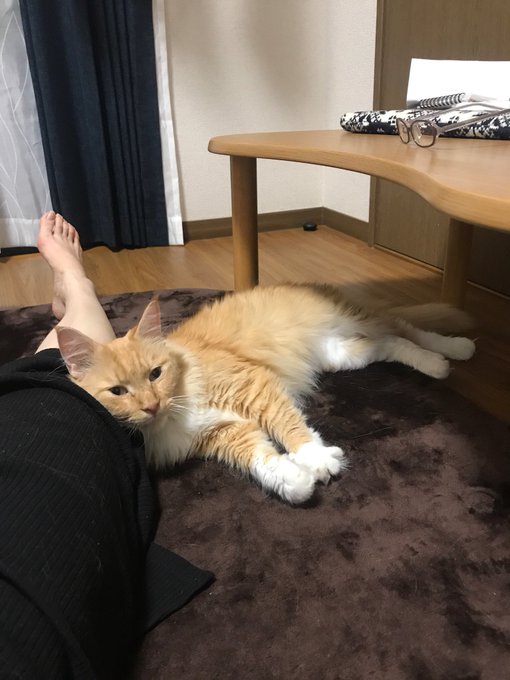 猫好きさんと繋がりたい の評価や評判 感想など みんなの反応を1時間ごとにまとめて紹介 ついラン 猫好きさんと繋がりたい の評価や評判 感想など みんなの反応を1時間ごとにまとめて紹介 ついラン