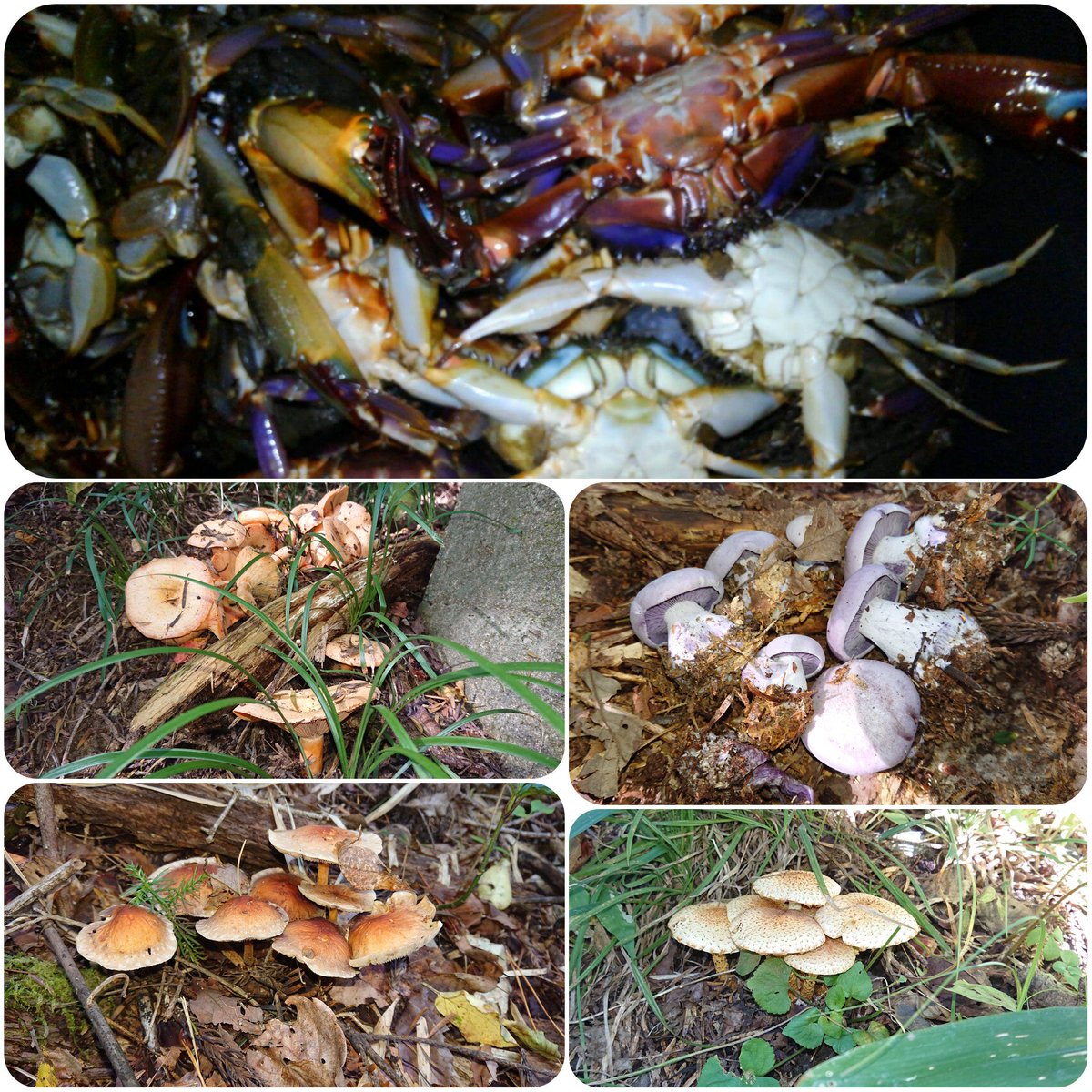 紫しめじ 紫しめじ