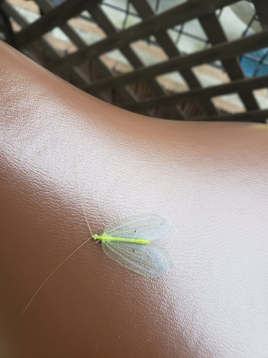 ササミ Ayucoco22 ありがとうございます 綺麗ですよね よく見ると羽も緑と水色なんですよ 不思議な虫 を見ると知りたくなりますね 小さな虫も地球にとってはかけがえのない存在ですもんね Twitter