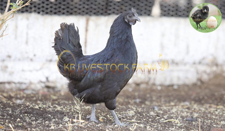 KBlivestockfarm's tweet image. #Poultry #farming, raising of birds domestically or commercially, primarily for meat and eggs but also for feathers. #Chickens, #turkeys, #ducks, and geese are of primary importance, while guinea fowl and squabs (young pigeons) are chiefly of local interest.