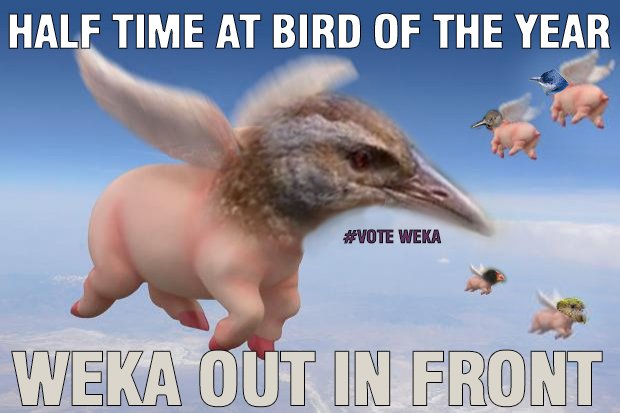 VoteWeka's tweet photo. #VoteWeka for No.1 spot for #BirdoftheYear https://t.co/d7UGS2M3z9 https://t.co/D4cGnjY9IL